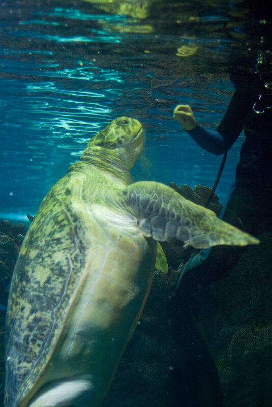 turtle interacting with diver