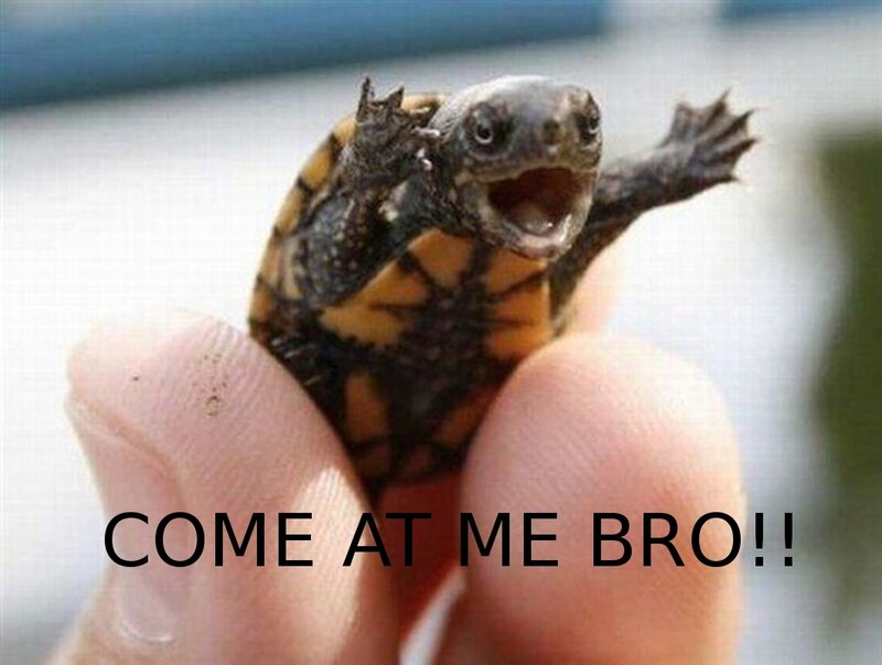 turtle meme with text