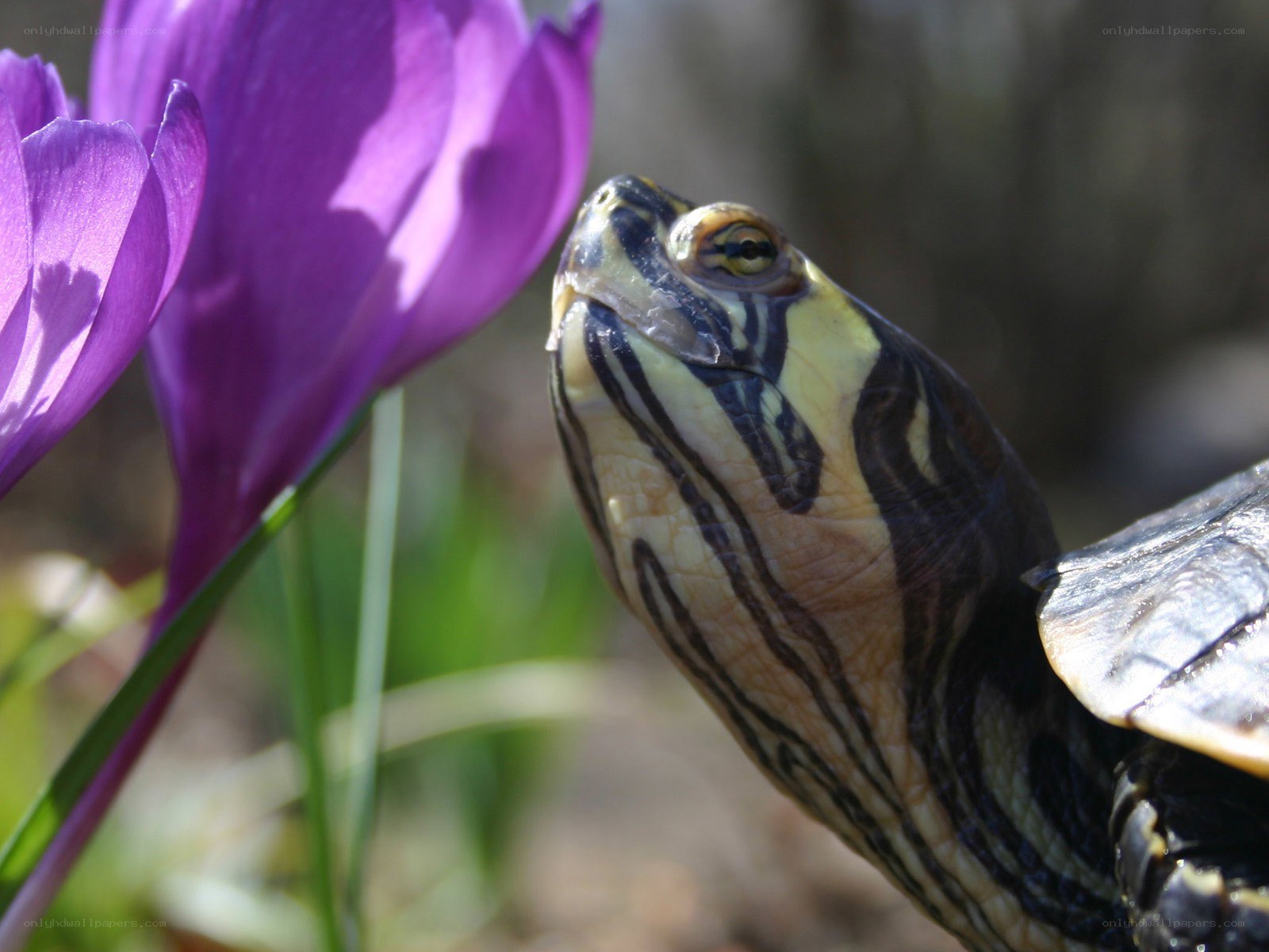 turtle near purple flower