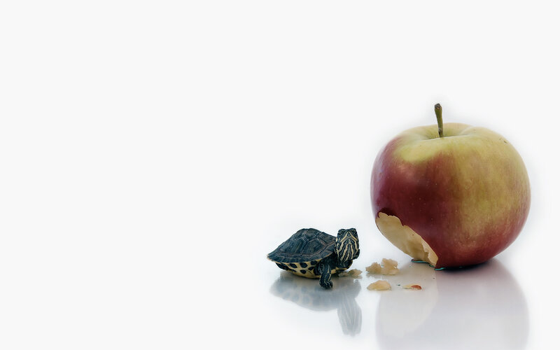 turtle next to a bitten apple