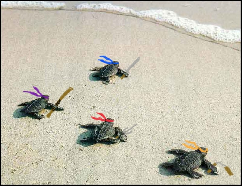 Turtle ninja warriors on beach