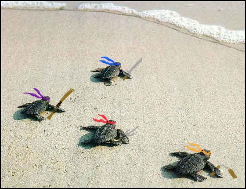 Turtle ninja warriors on beach