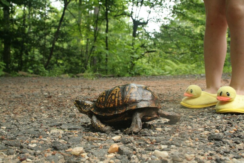 turtle on a forest path