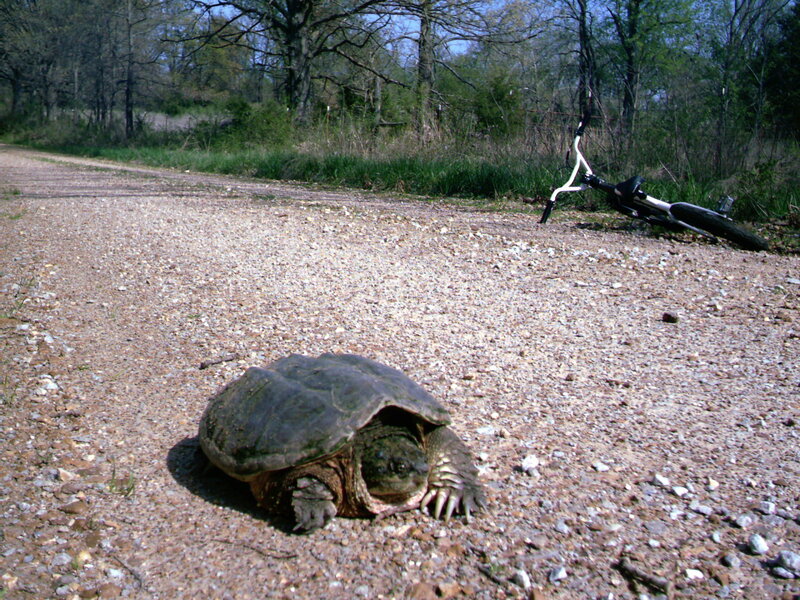 turtle on a gravel road