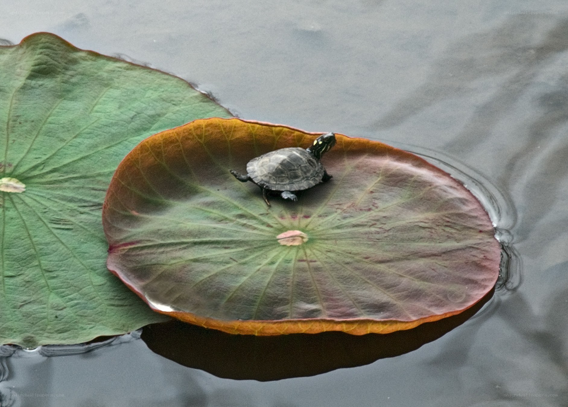 Turtle on a lily pad