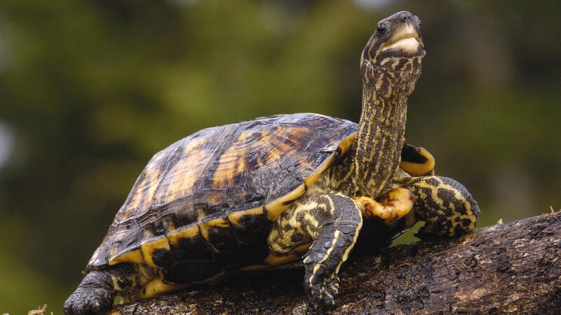 turtle on a log