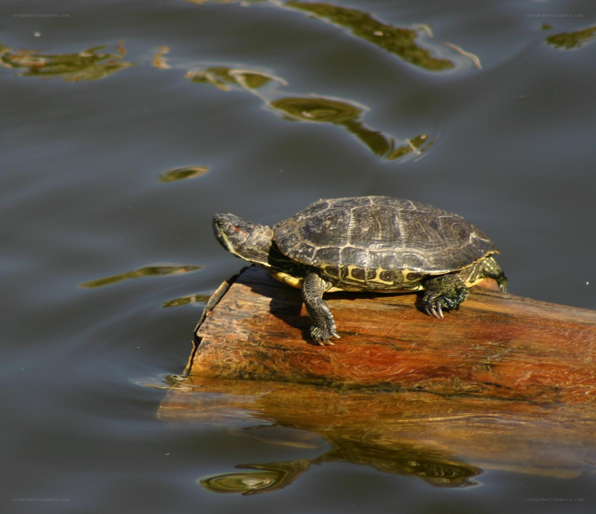turtle on a log