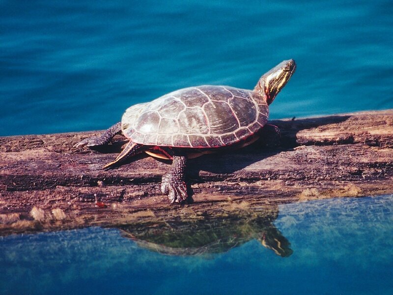 turtle on a log