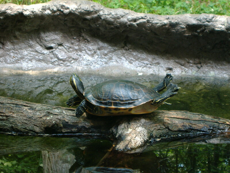 Turtle on a Log — Green