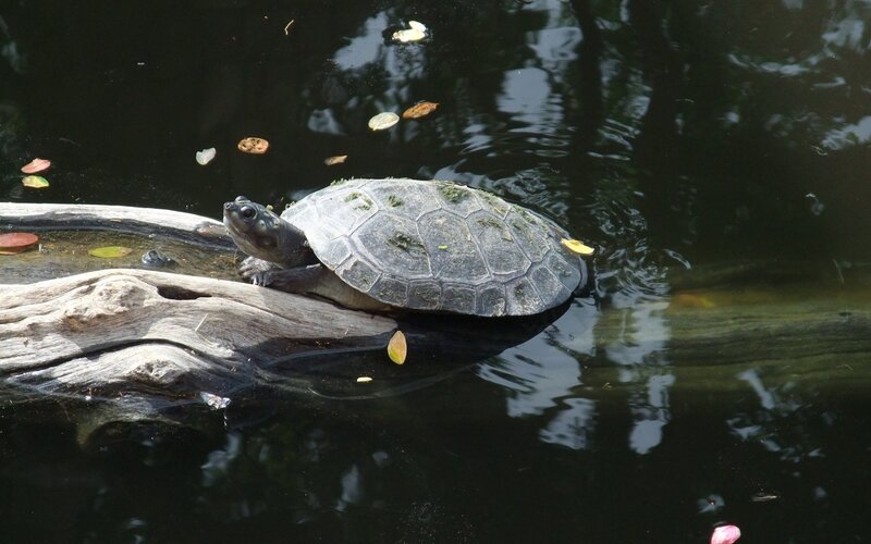 turtle on a log in water