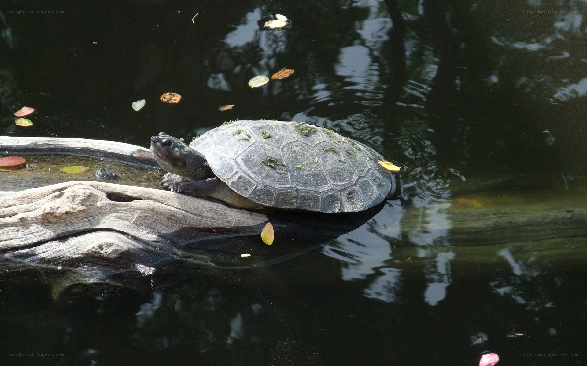 turtle on a log in water