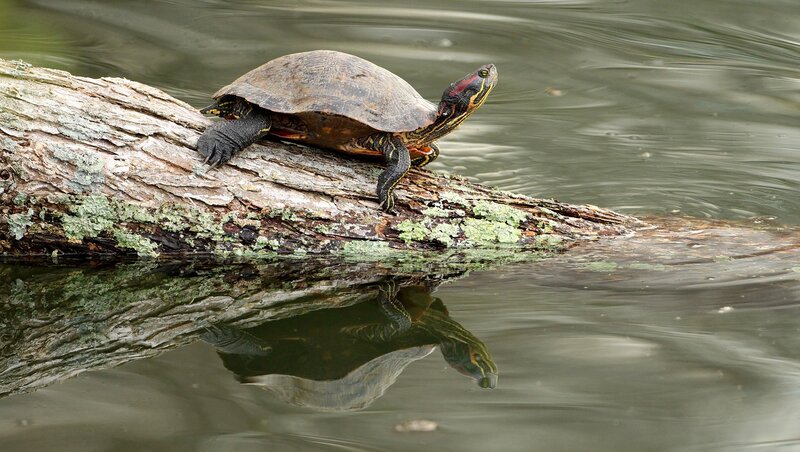 turtle on a log in water