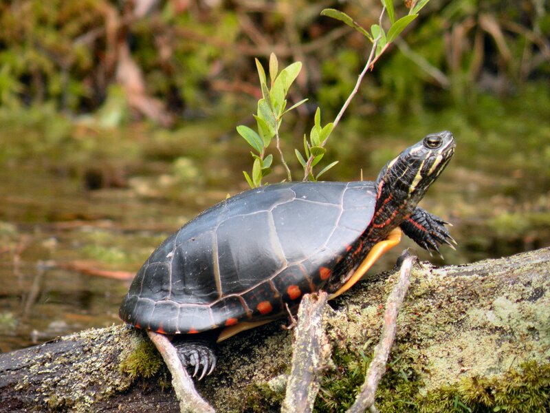 turtle on a mossy log