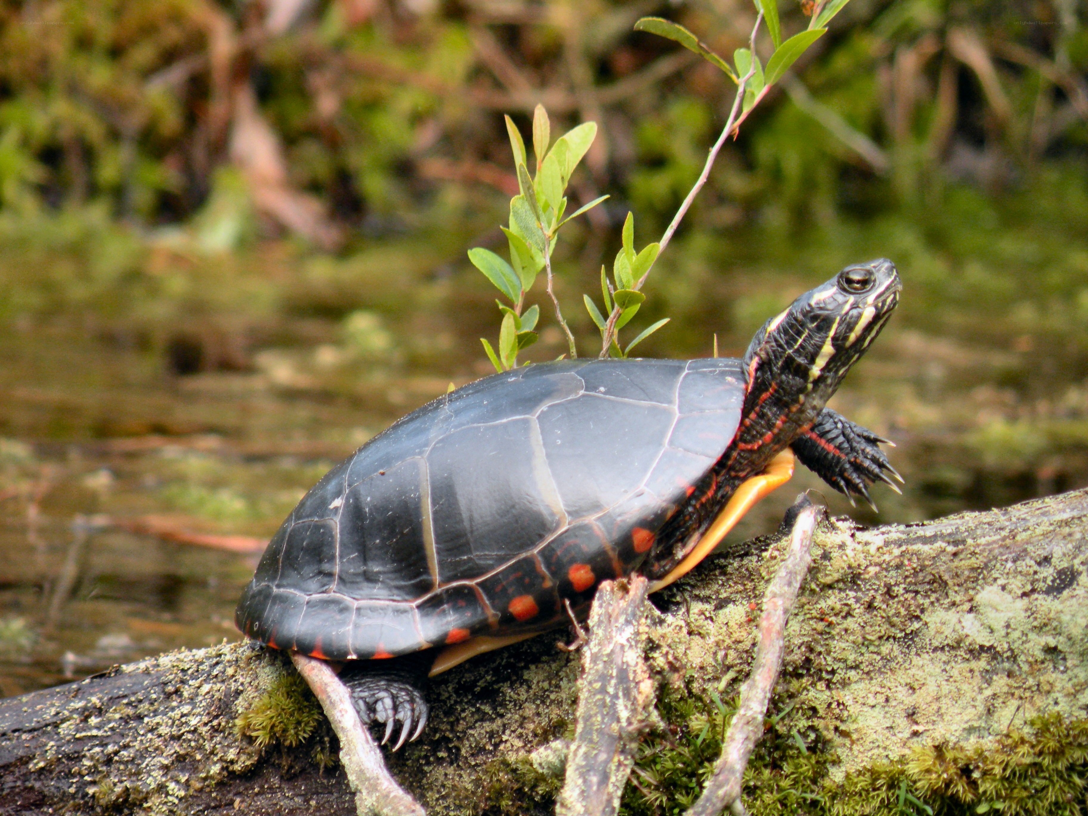 turtle on a mossy log