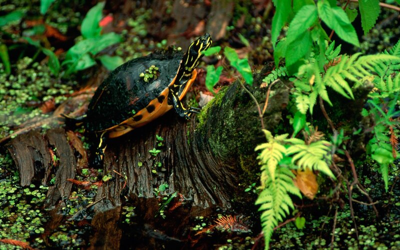Turtle on a mossy log