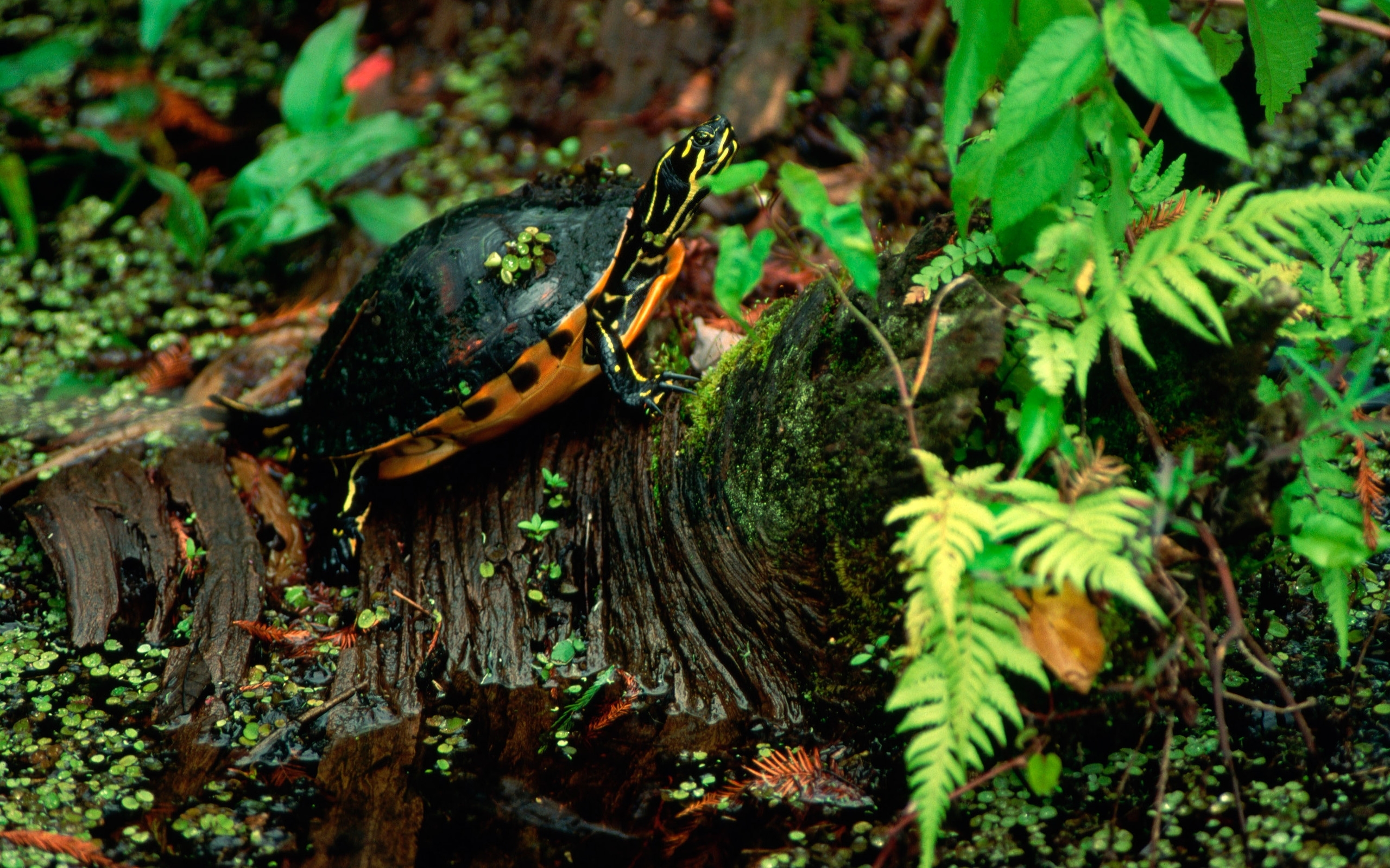 Turtle on a mossy log