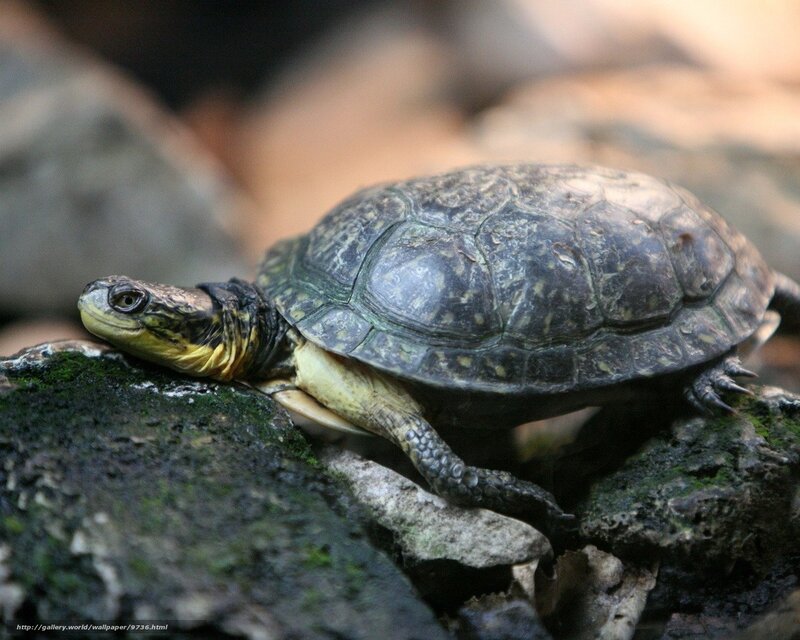 turtle on a mossy rock