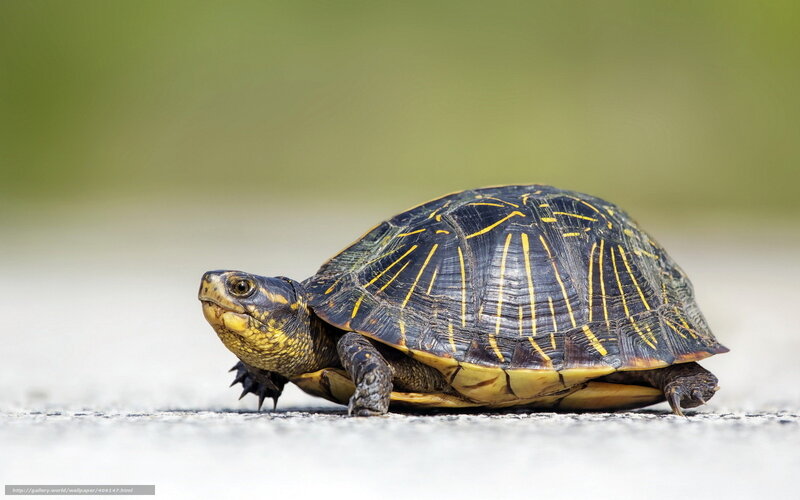 turtle on a paved surface