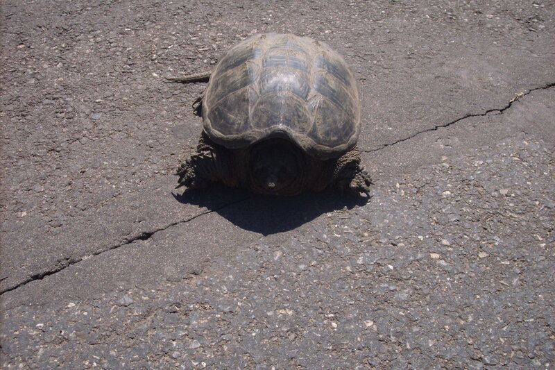 turtle on a road