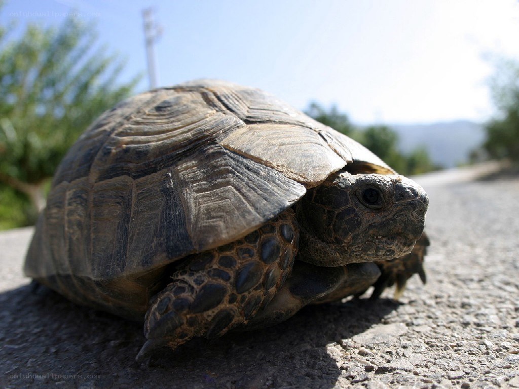 turtle on a road