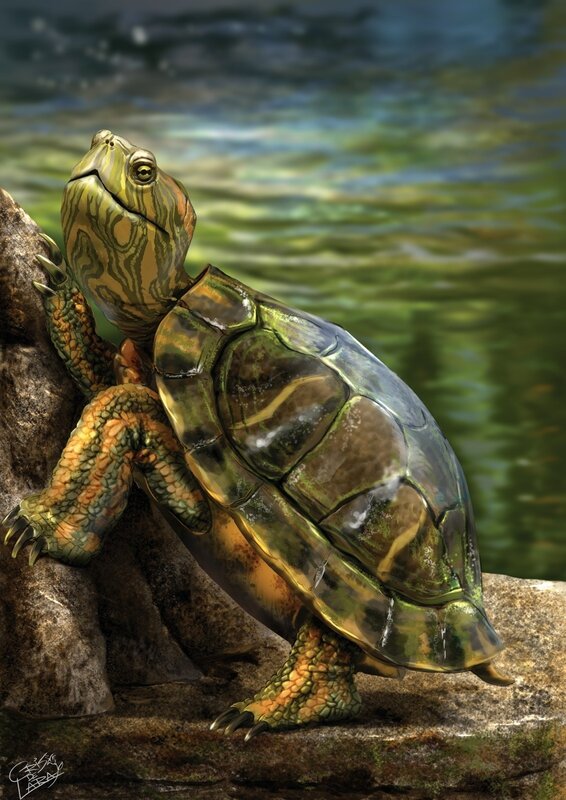 turtle on a rock