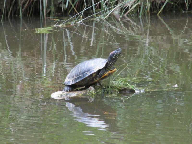 Turtle on a Rock — Green, Calm