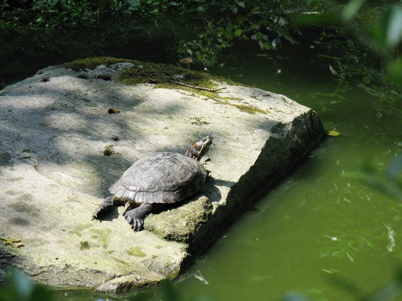 Turtle on a Rock — Green