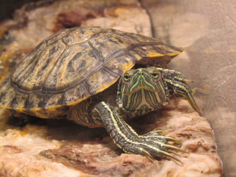 turtle on a rock
