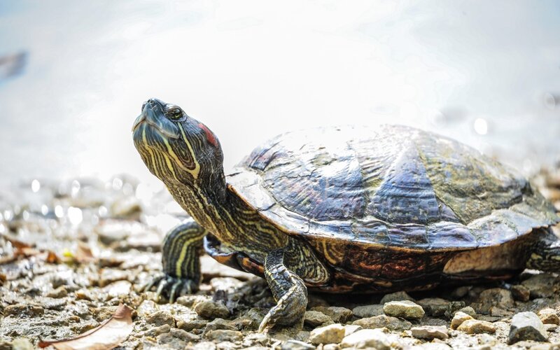 turtle on a rocky shore
