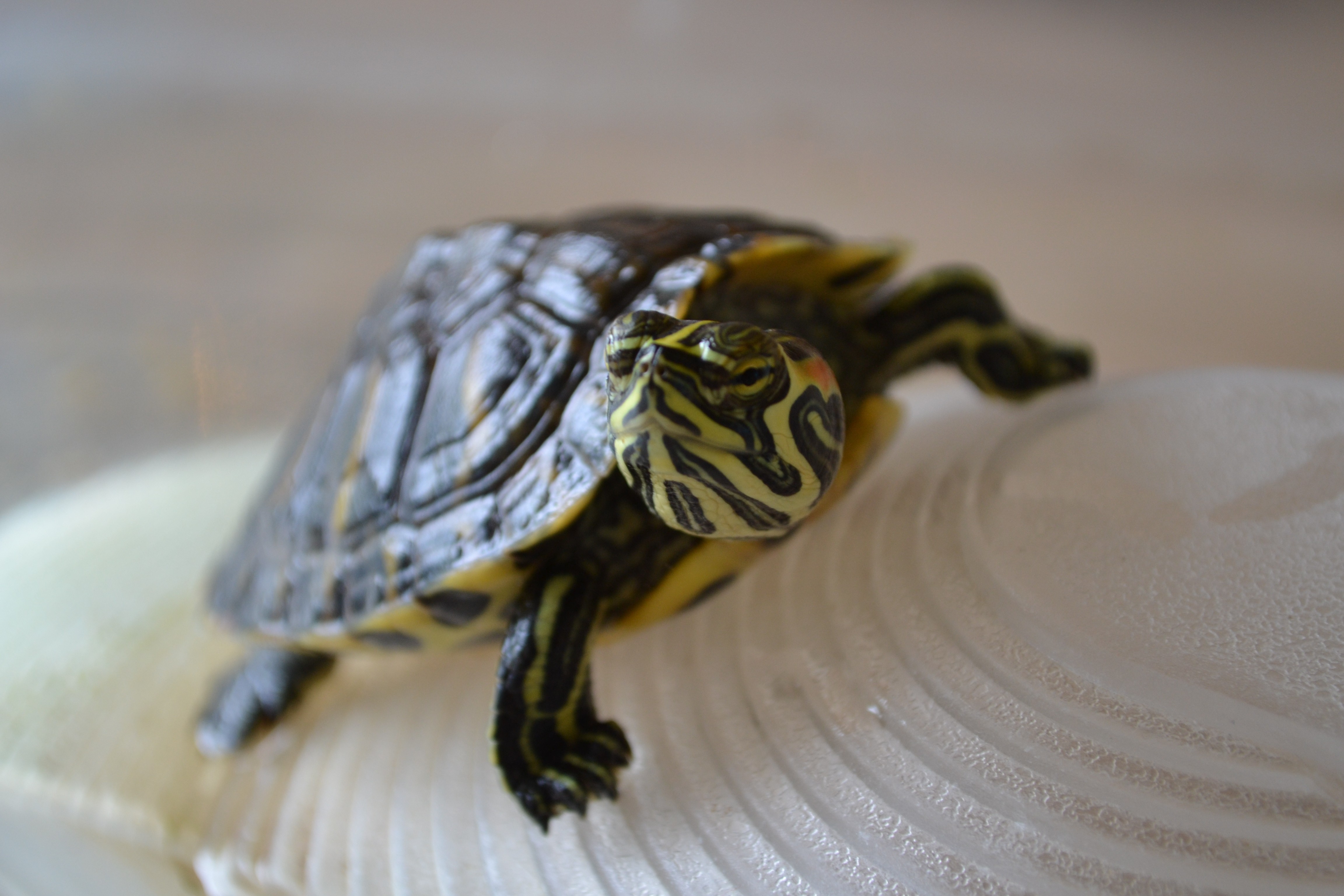 turtle on a shell