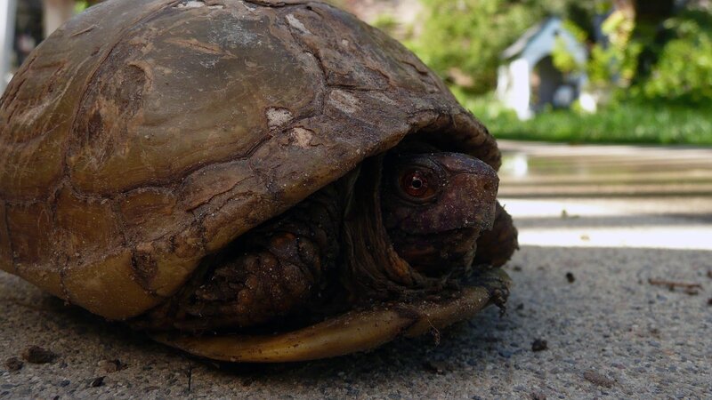 turtle on a sidewalk