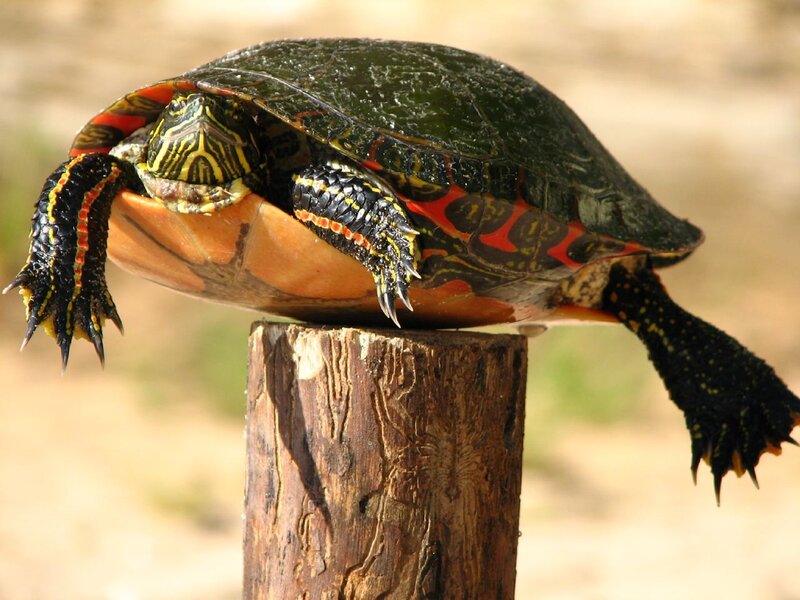 turtle on a wooden post