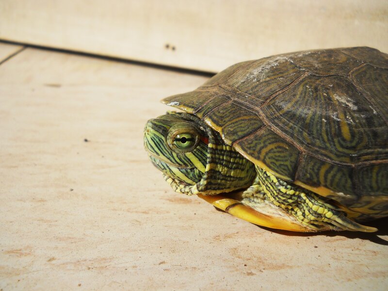 turtle on a wooden surface
