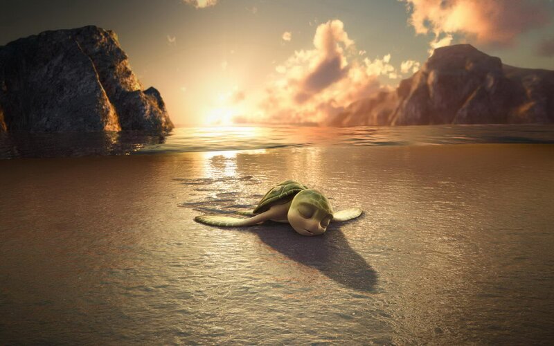 turtle on beach at sunset