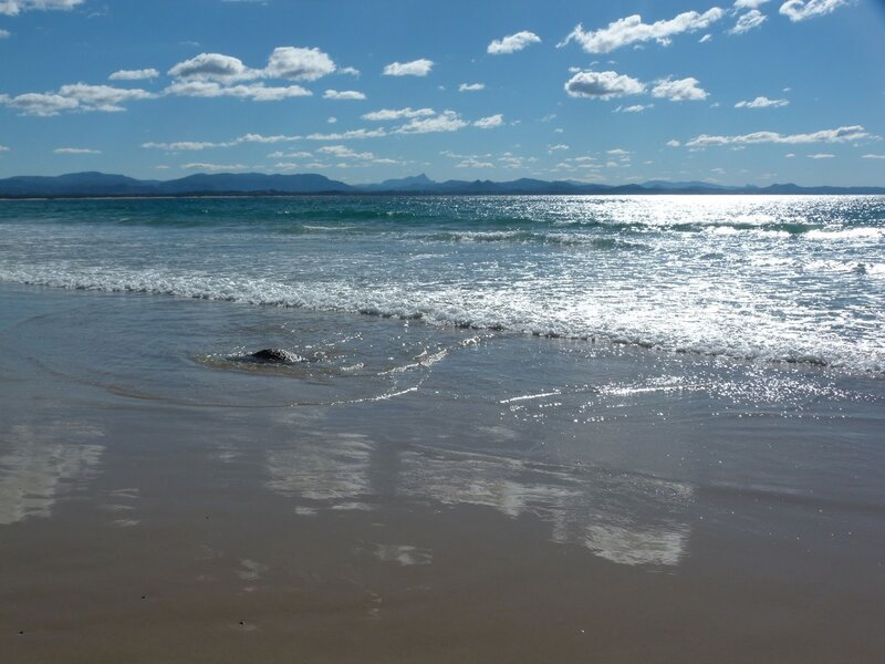 Turtle on Beach