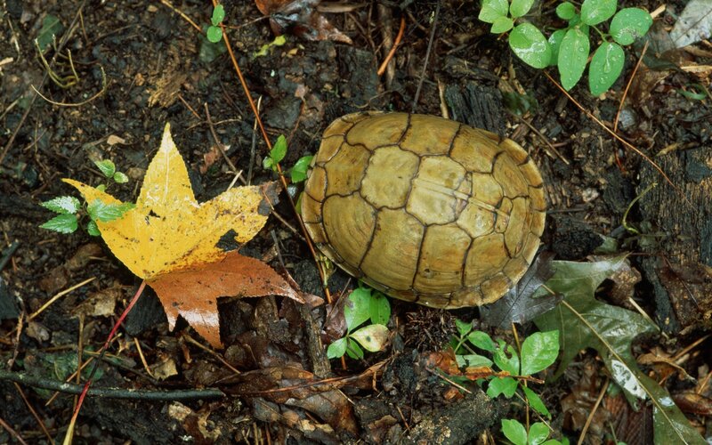Turtle on forest floor