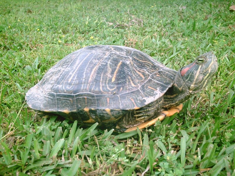 turtle on grass