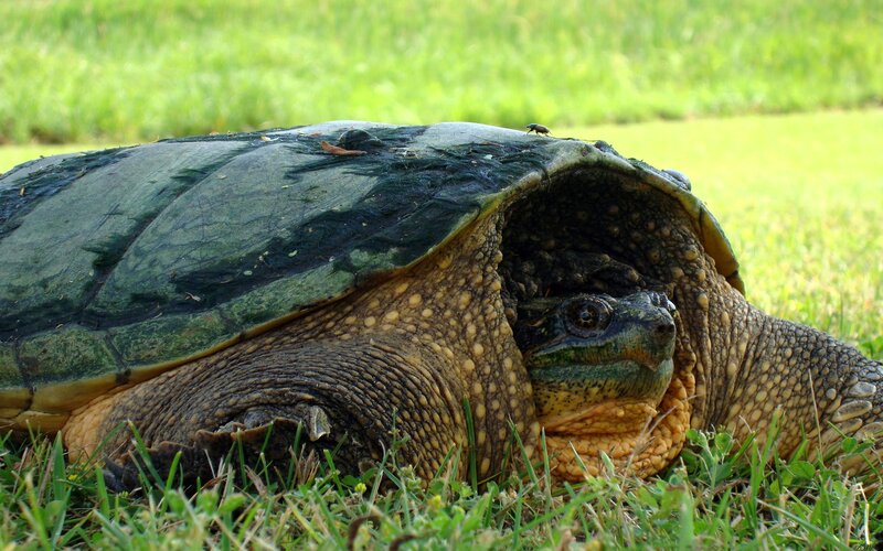 turtle on grass with beetle