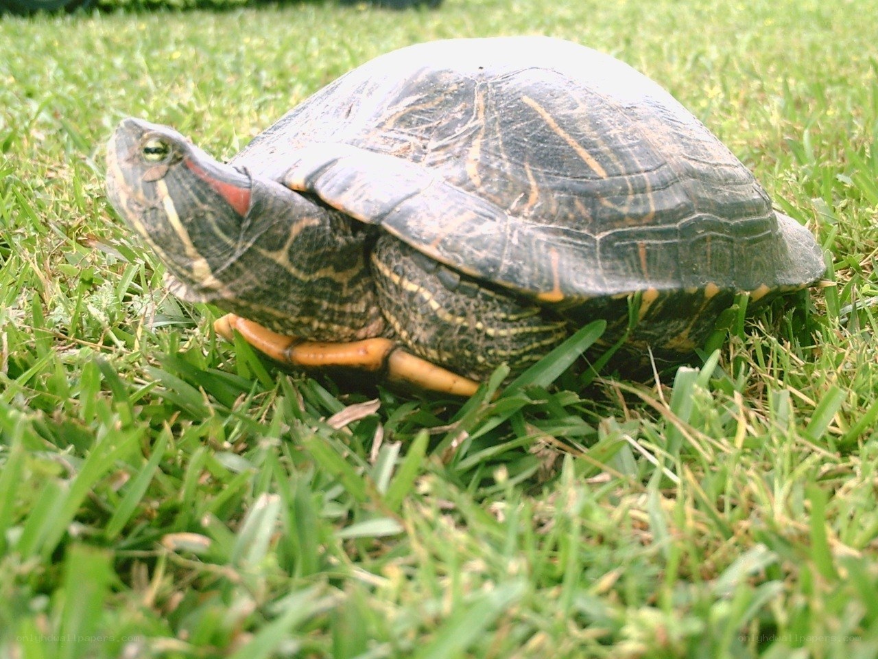 turtle on green grass