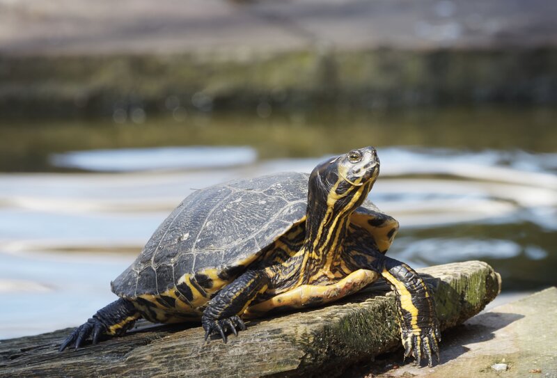 Turtle on Log — Black