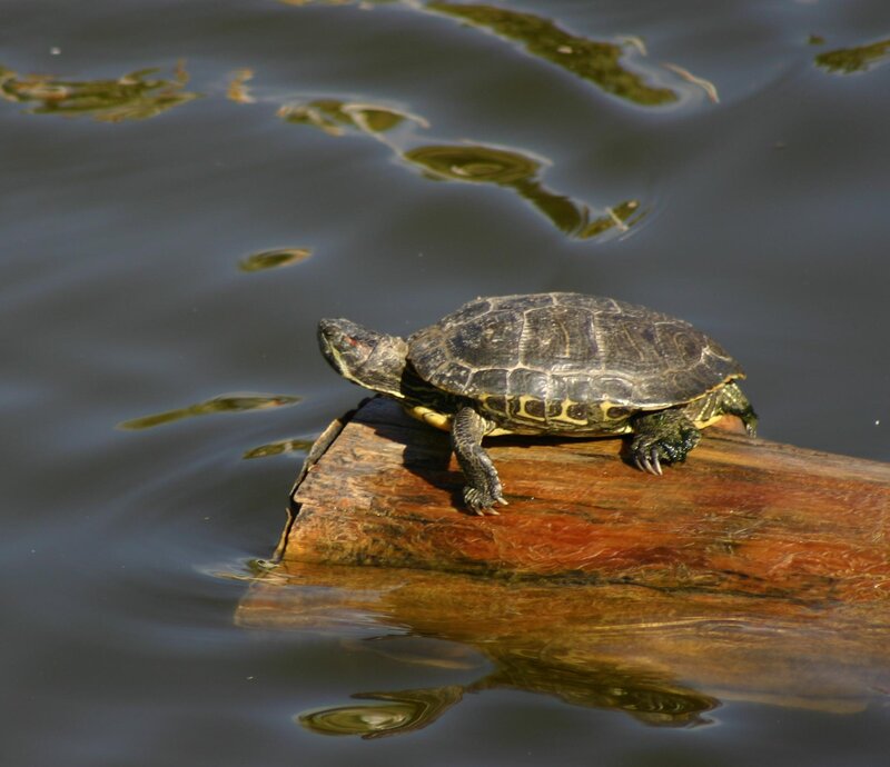 Turtle on Log — Brown