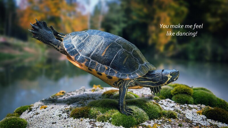 Turtle on Mossy Rock — Green, Serene, Autumn