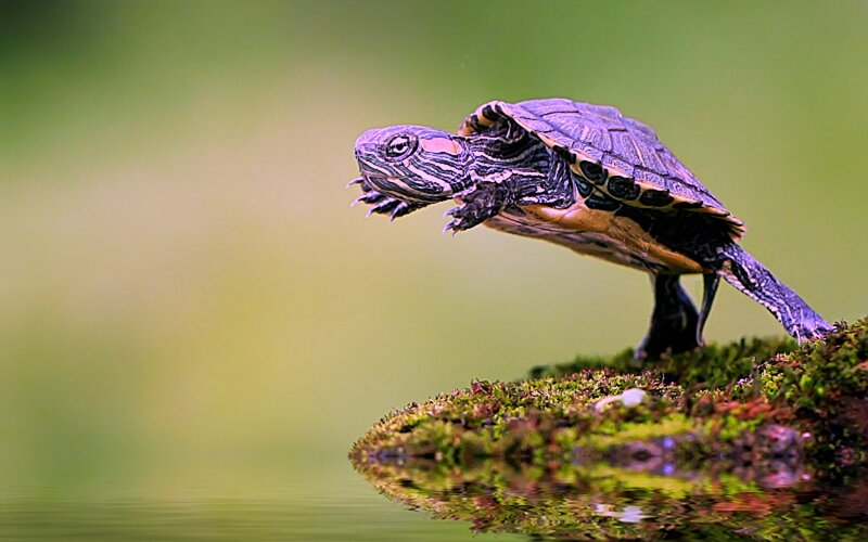 Turtle on Mossy Rock — Green, Serene, Photograph
