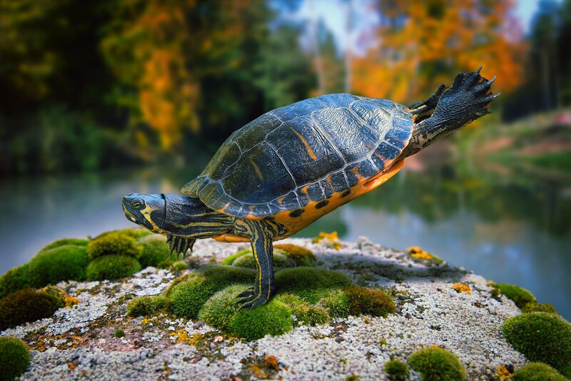 Turtle on Mossy Rock — Green, Serene
