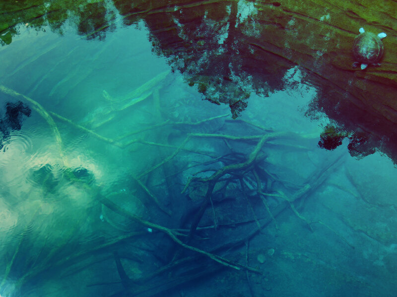 Turtle on Rock — Blue