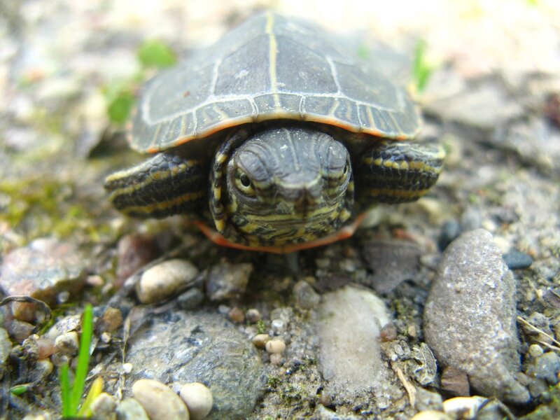 turtle on rocky ground