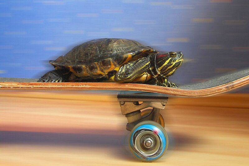 Turtle on Skateboard