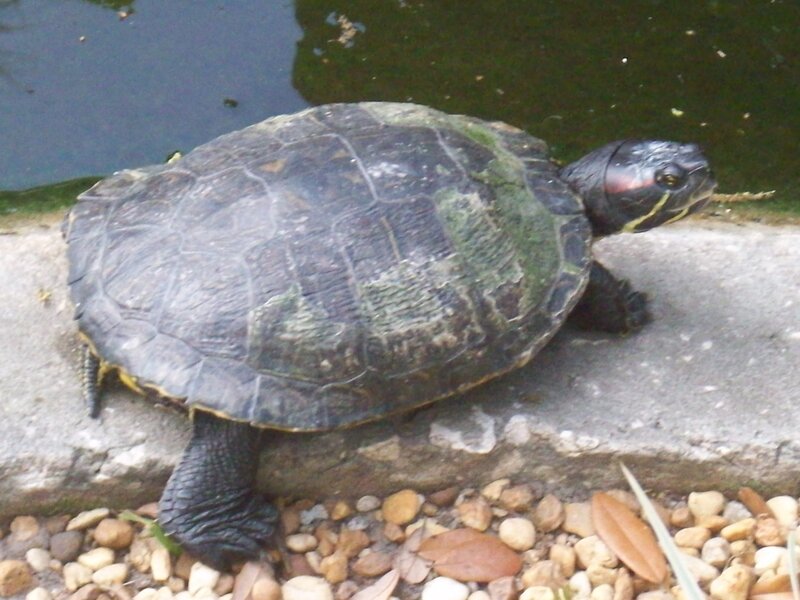 Turtle on Stone Edge
