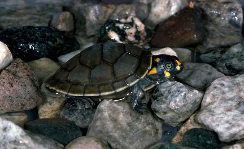 turtle on wet rocks