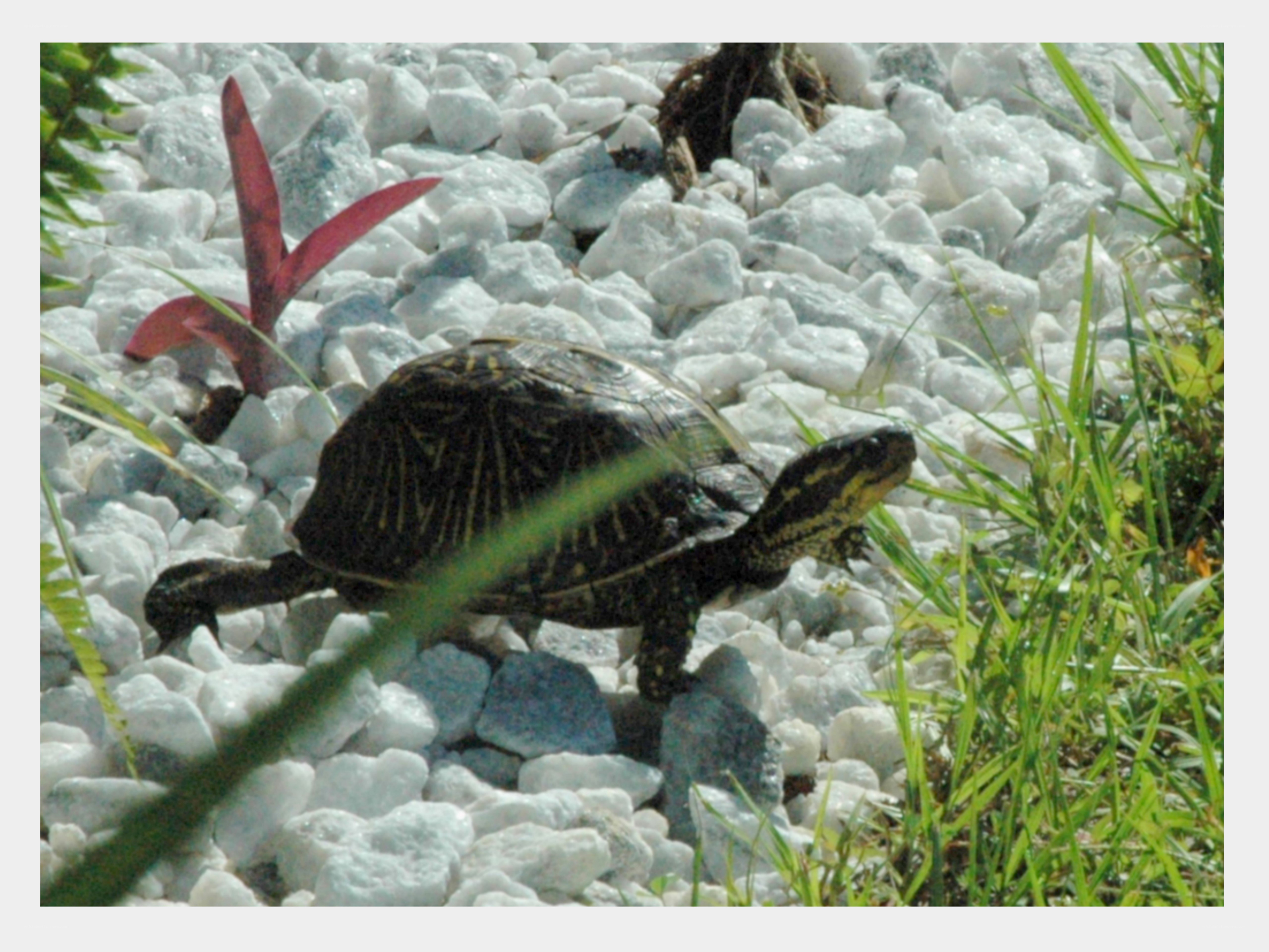 turtle on white gravel